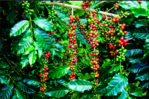 Coffee Beans